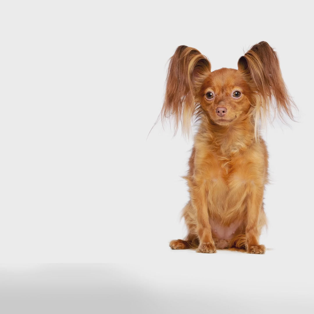 Equilibrio Mature Small Breeds: cuidado de perros mayores: vídeo oficial con información en español.
