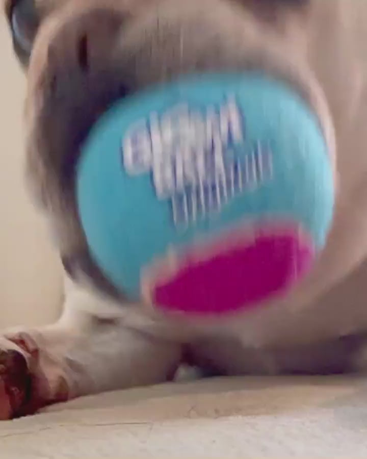 GiGwi Ball Originals: video del producto en uso
