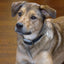 PetSafe® Pawz Away® Indoor, Mini and Threshold Barriers