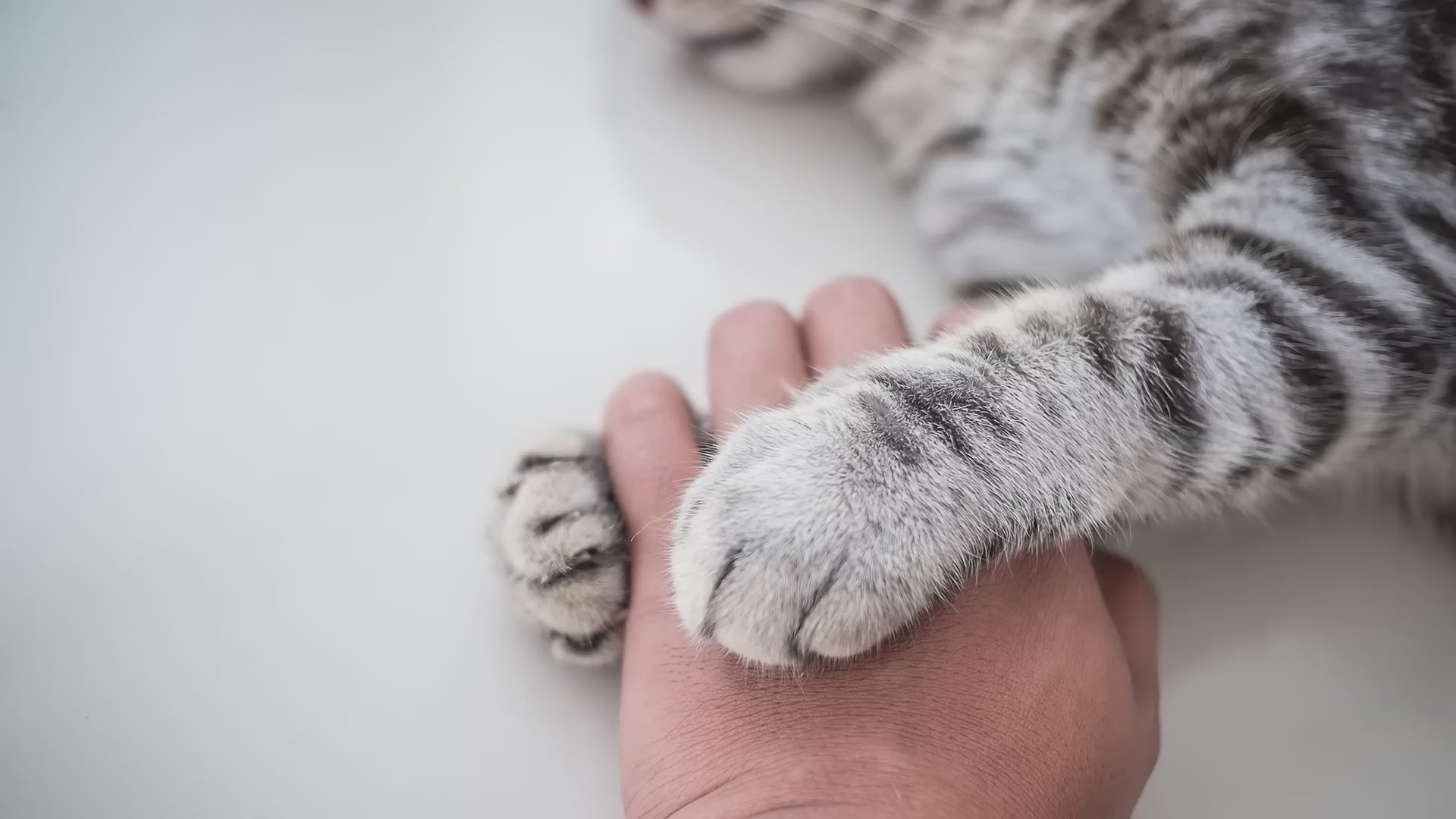 Ricocat alimentos húmedos: filetitos en salsa para gatos adultos: vídeo oficial en español.