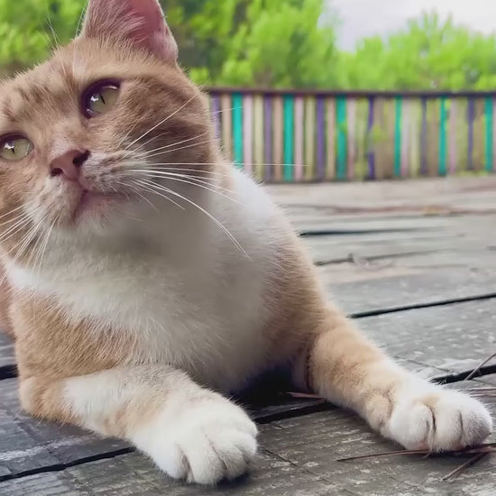 Royal Canin Hypoallergenic: nutrición especializada para gatos: vídeo oficial con información en español.