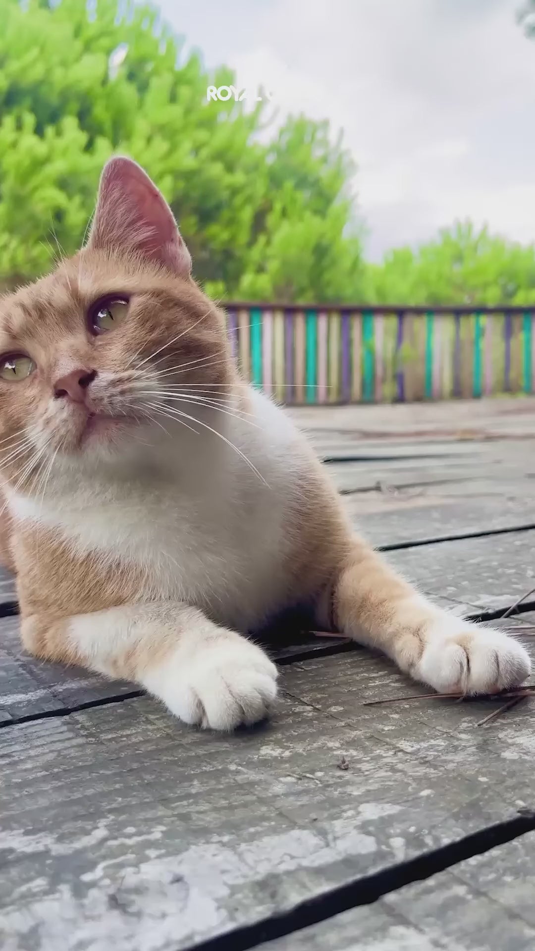 Royal Canin Hypoallergenic: nutrición especializada para gatos: vídeo oficial con información en español.
