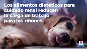 Hill's Prescription Diet | Alimento húmedo para gatos Kidney Care k/d (Pack de 6 latas de 156 g)