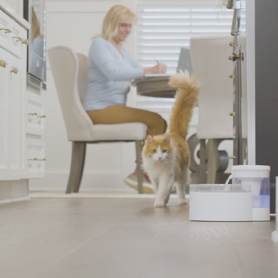 Meet the New Pumpless PetSafe® Outlast™ Pet Fountain