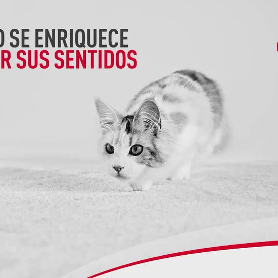 Royal Canin: nutrición para las etapas y necesidades del gato: vídeo oficial con información en español.