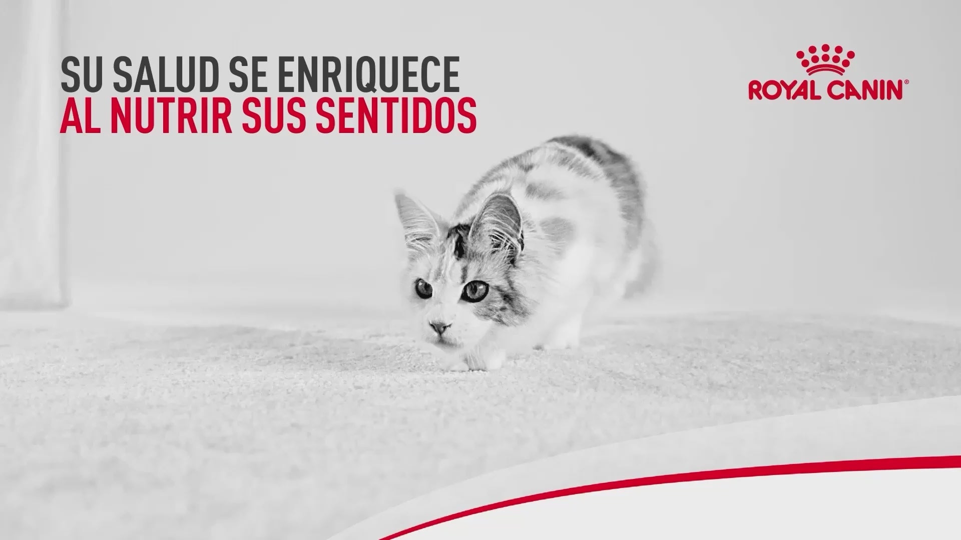 Royal Canin: nutrición para las etapas y necesidades del gato: vídeo oficial con información en español.