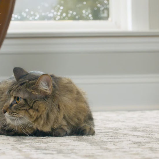 PetSafe® Automatic 2 Meal Pet Feeder