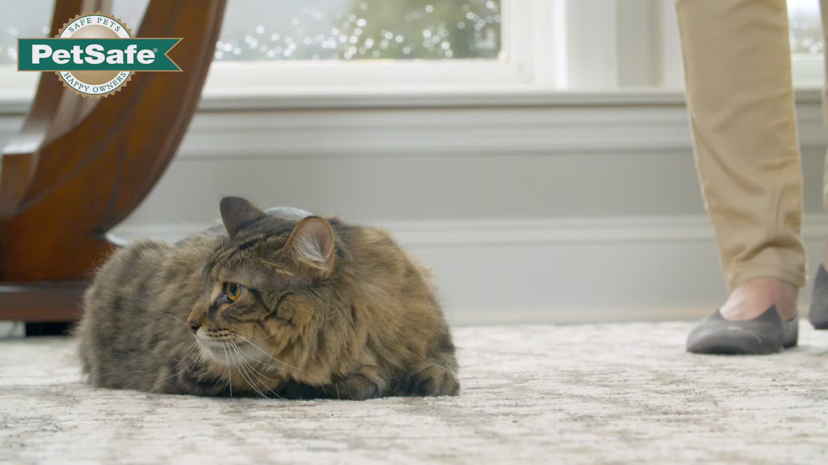 PetSafe® Automatic 2 Meal Pet Feeder