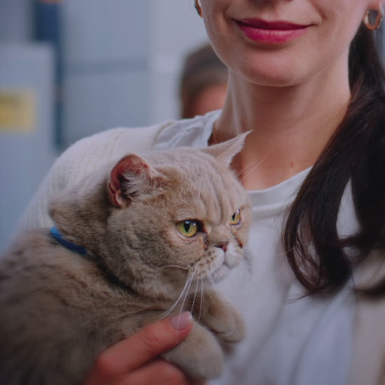 Bravecto Plus: prevención de parásitos en gatos