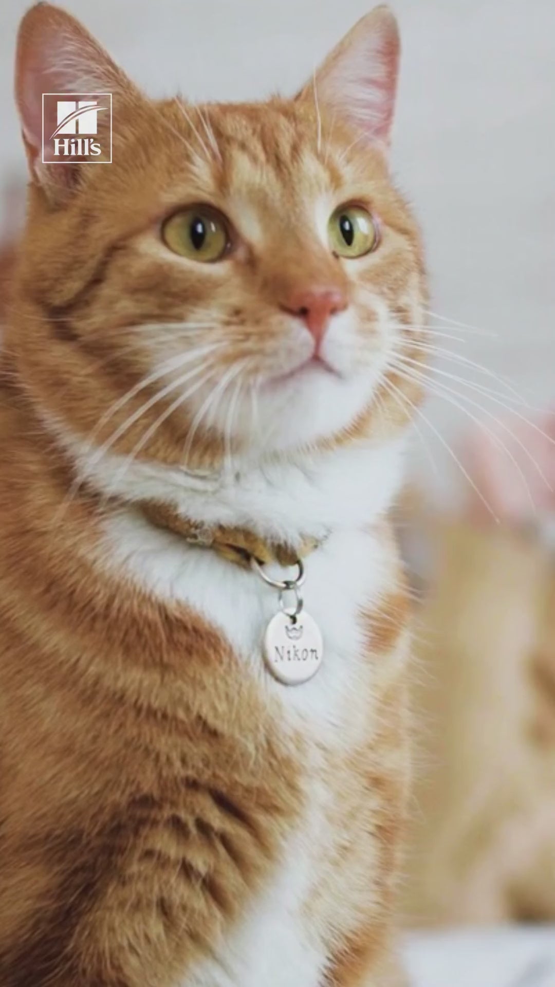 Hill’s: hidratación y alimento húmedo para gatos: vídeo oficial con información en español.