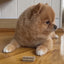 Royal Canin X-Small y Mini Puppy: nutrición según el tamaño: vídeo oficial con información en español.