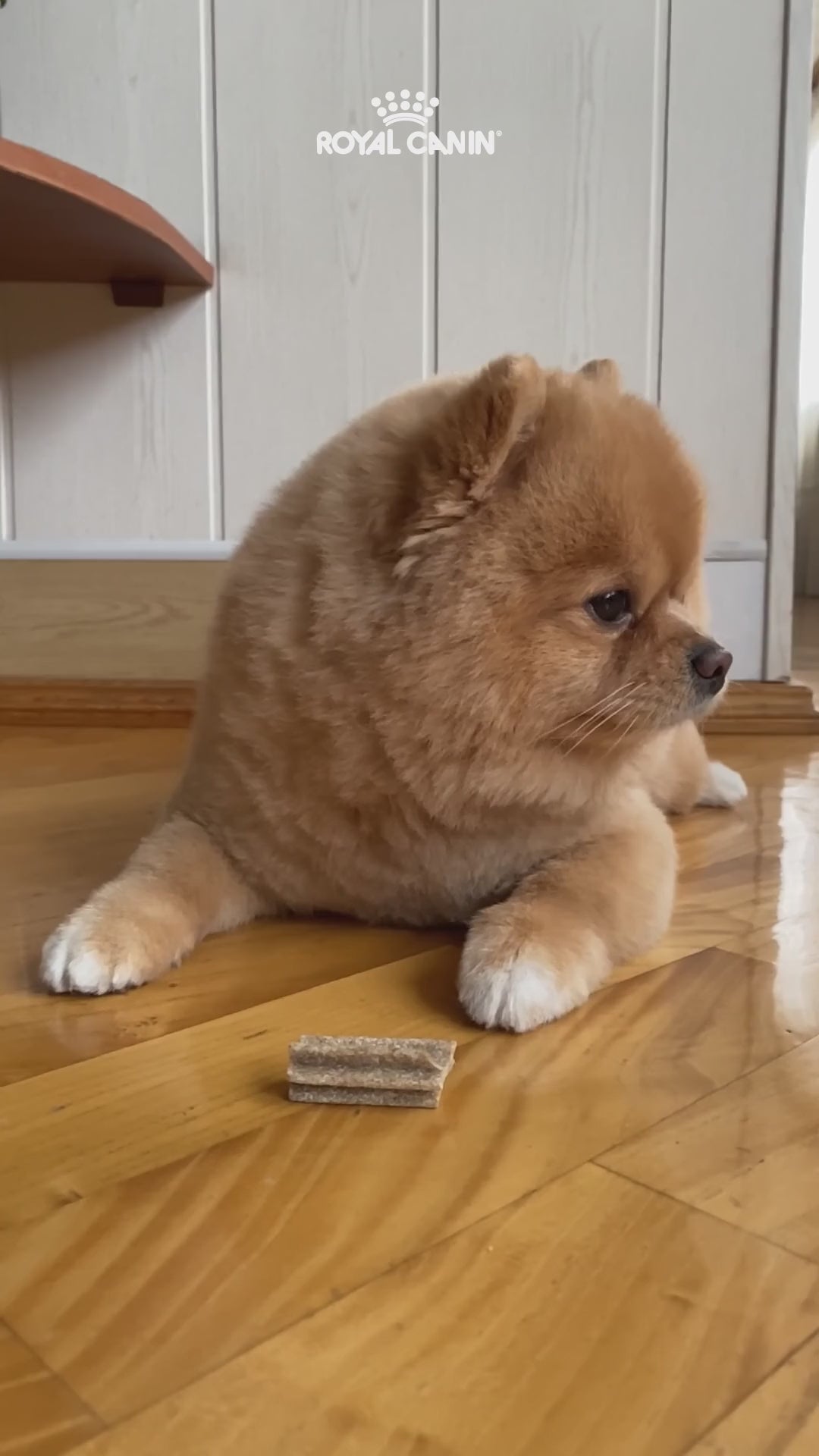Royal Canin X-Small y Mini Puppy: nutrición según el tamaño: vídeo oficial con información en español.