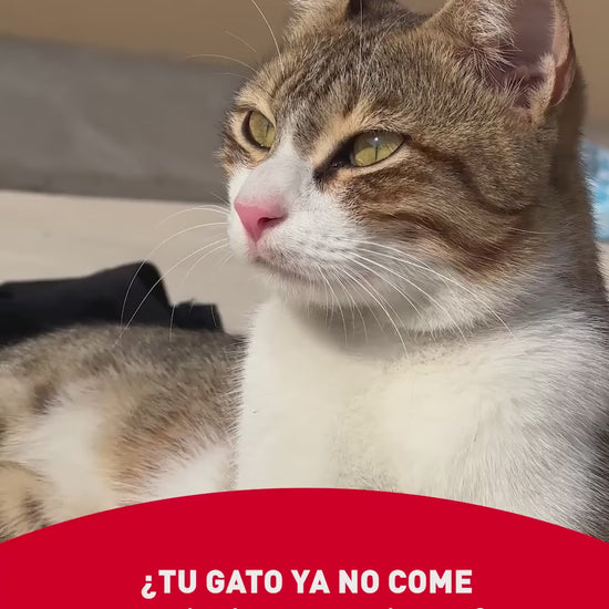 Royal Canin Renal: soporte renal y apetito del gato: vídeo oficial con información en español.