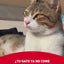 Royal Canin Renal: soporte renal y apetito del gato: vídeo oficial con información en español.
