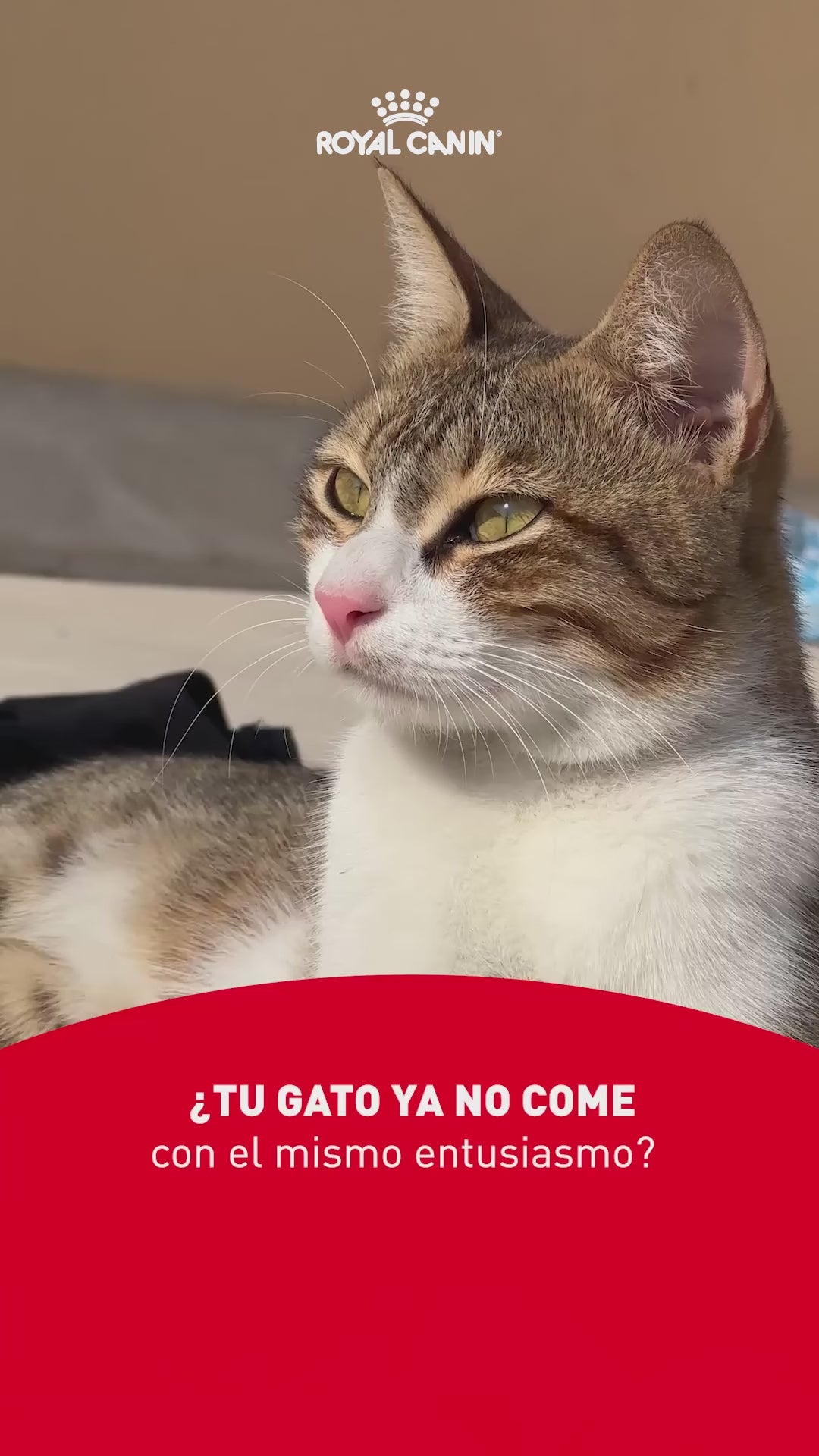 Royal Canin Renal: soporte renal y apetito del gato: vídeo oficial con información en español.