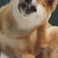 Monge Hypo: salmón y atún para perros adultos: vídeo oficial con información en español.
