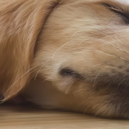 Royal Canin Maxi: transición de Puppy a Adult: vídeo oficial con información en español.