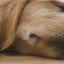 Royal Canin Maxi: transición de Puppy a Adult: vídeo oficial con información en español.