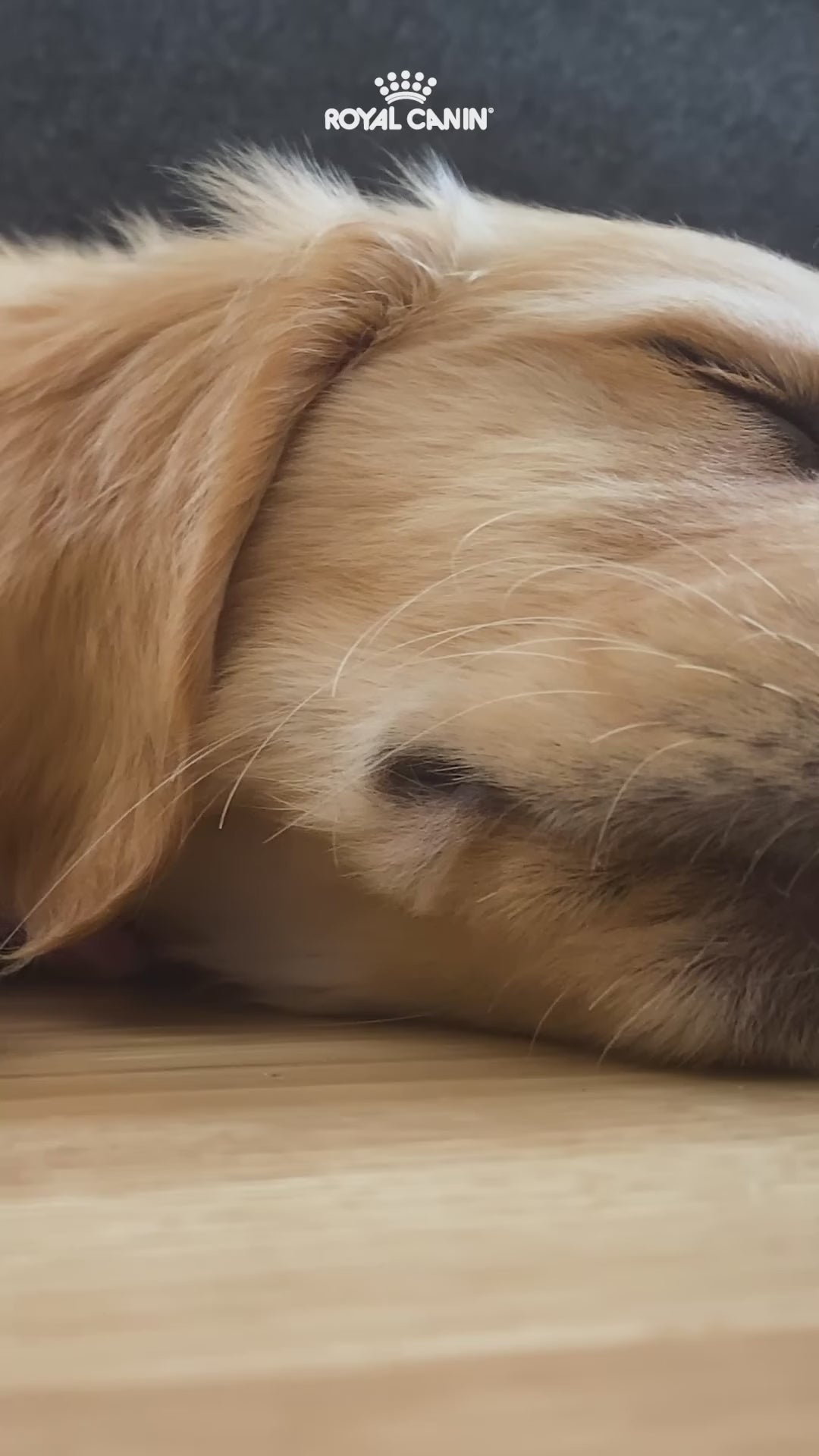 Royal Canin Maxi: transición de Puppy a Adult: vídeo oficial con información en español.
