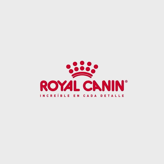 Royal Canin Mini Adult 8+: nutrición y vitalidad en la madurez: vídeo oficial con información en español.