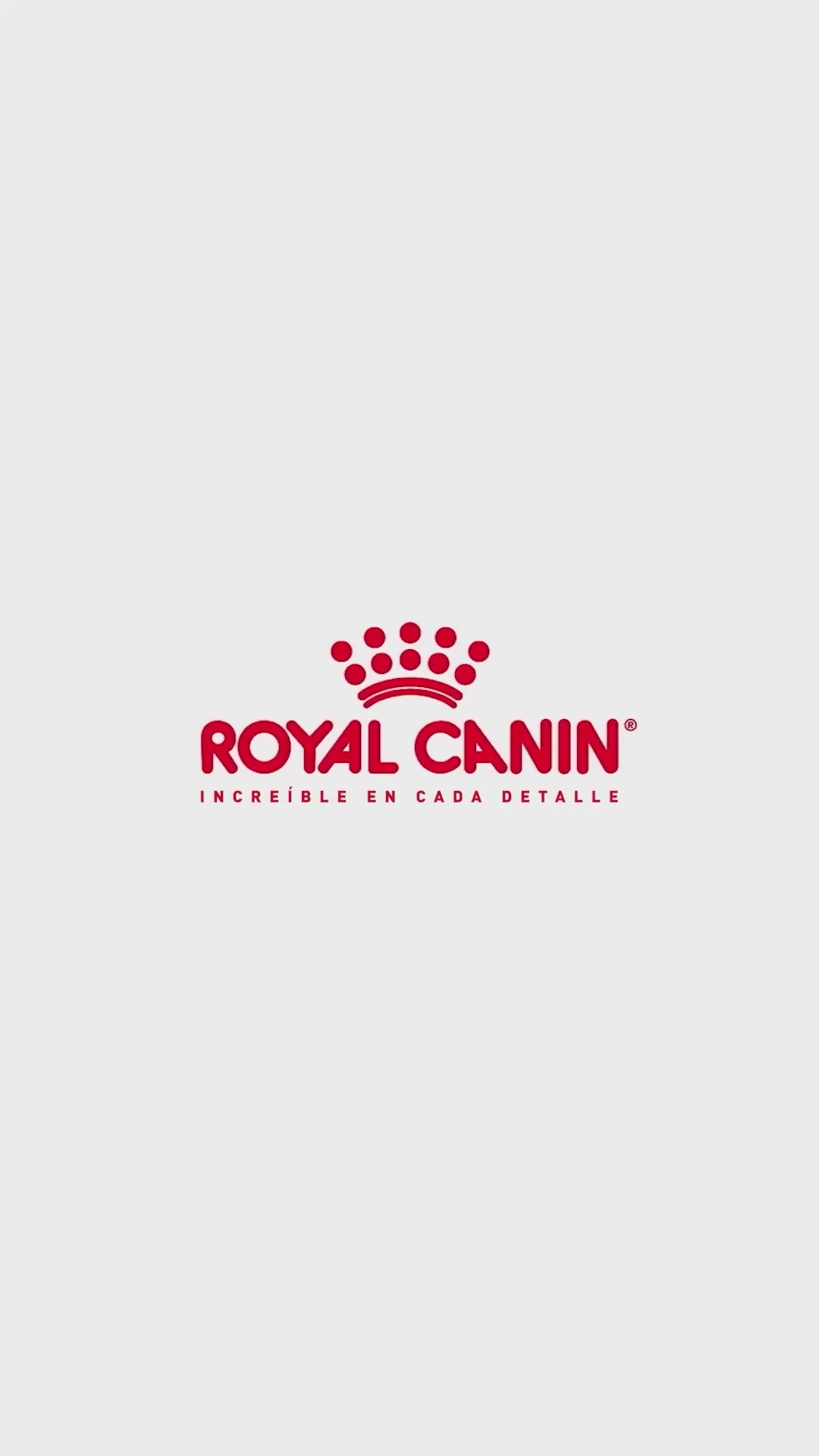 Royal Canin Mini Adult 8+: nutrición y vitalidad en la madurez: vídeo oficial con información en español.