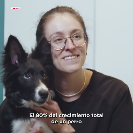 Hill’s Puppy: nutrición para el crecimiento: vídeo oficial con información en español.