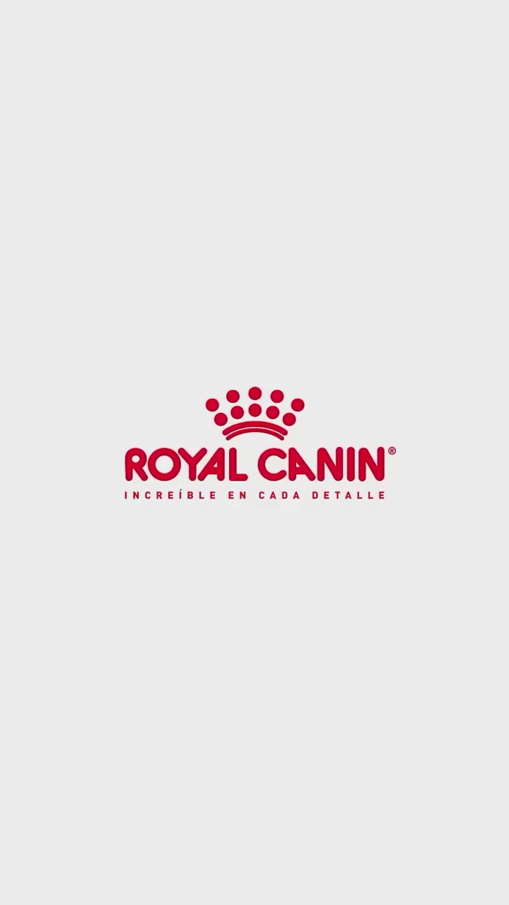 Royal Canin Persian: nutrición adaptada a gatos persas: vídeo oficial con información en español.
