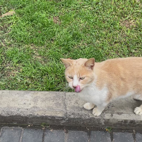 Inaba Churu INABA Churu | Premio cremoso para gatos sabor pollo con camarón — vídeo del producto proporcionado por Ludipek