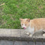 Inaba Churu INABA Churu | Premio cremoso para gatos sabor pollo con camarón — vídeo del producto proporcionado por Ludipek