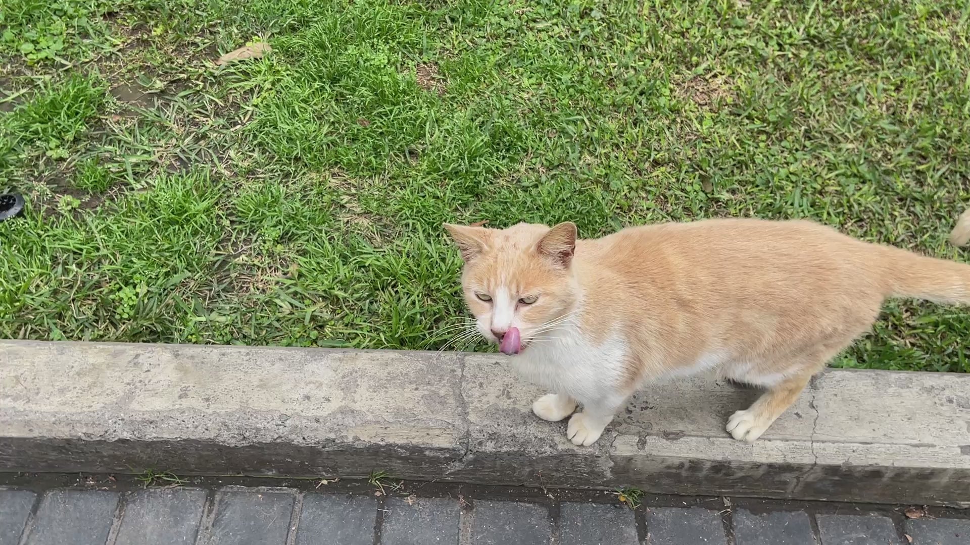 Inaba Churu INABA Churu | Premio cremoso para gatos sabor pollo con camarón — vídeo del producto proporcionado por Ludipek
