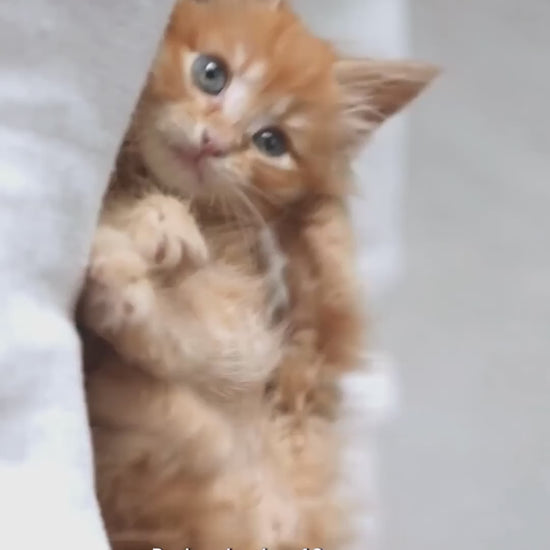 Royal Canin Kitten: alimentación seca y húmeda de 4 a 12 meses: vídeo oficial con información en español.