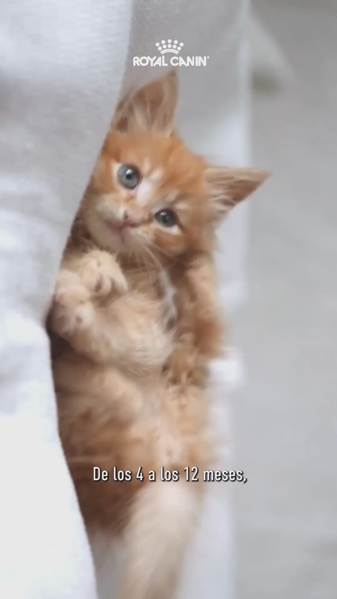 Royal Canin Kitten: alimentación seca y húmeda de 4 a 12 meses: vídeo oficial con información en español.