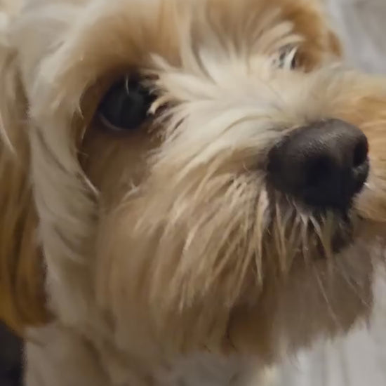 Hill’s Puppy Small & Mini: alimentación de perros pequeños: vídeo oficial con información en español.