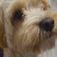 Hill’s Puppy Small & Mini: alimentación de perros pequeños: vídeo oficial con información en español.