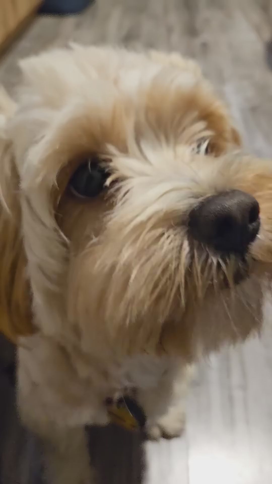 Hill’s Puppy Small & Mini: alimentación de perros pequeños: vídeo oficial con información en español.