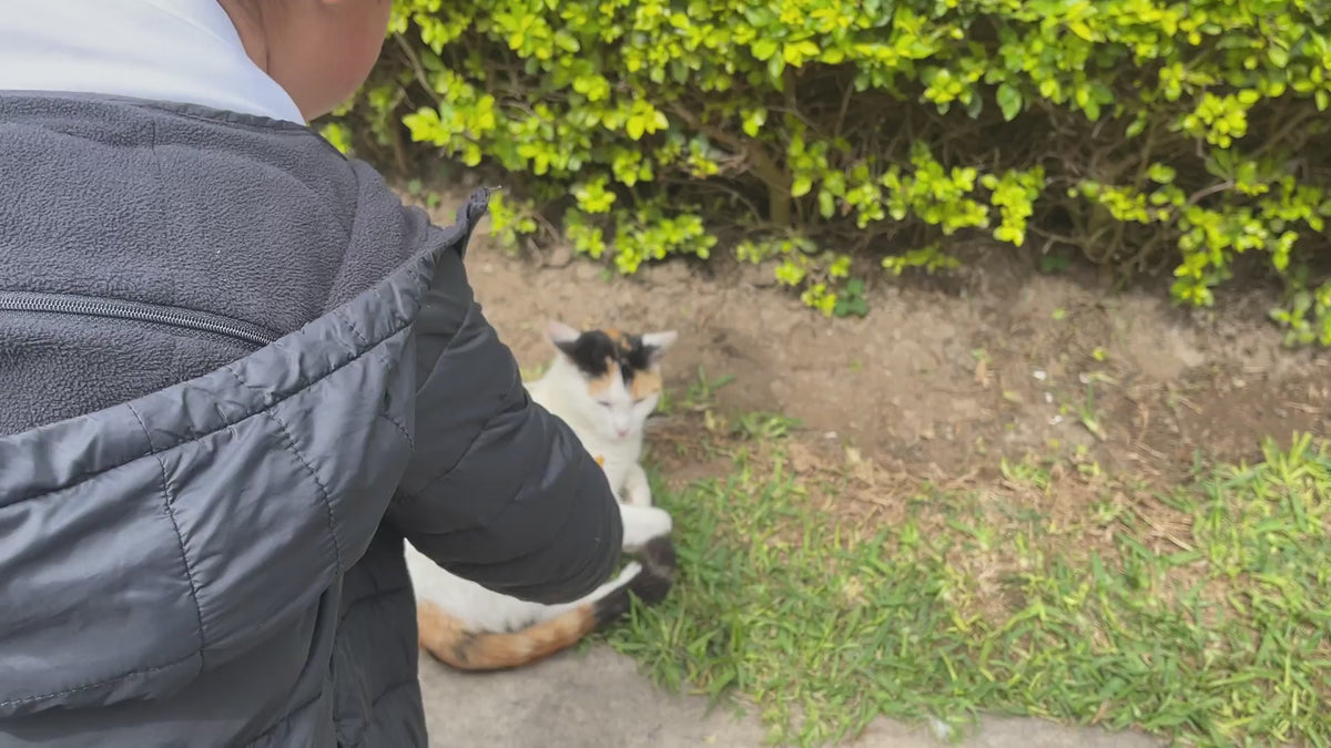 Inaba Churu INABA Churu | Premio cremoso para gatos sabor pollo — vídeo del producto proporcionado por Ludipek