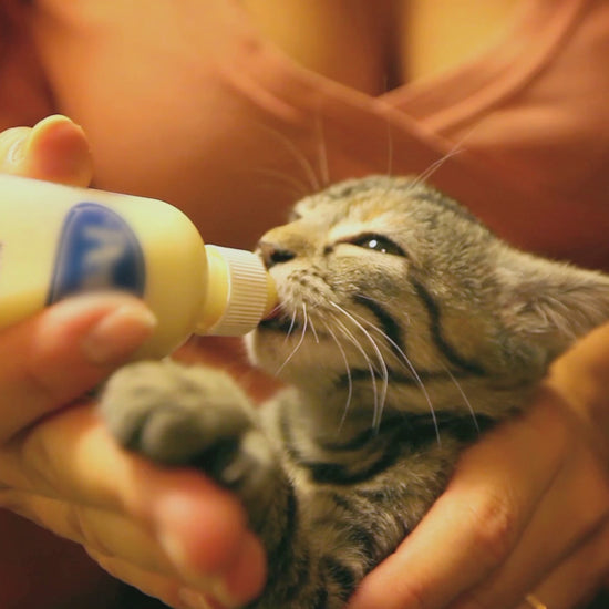 KMR® Kitten Milk Replacer Liquid | KMR® Kitten Milk Replacer Powder