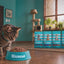 Ricocat alimentos secos para gatos adultos: variedad y beneficios en español.