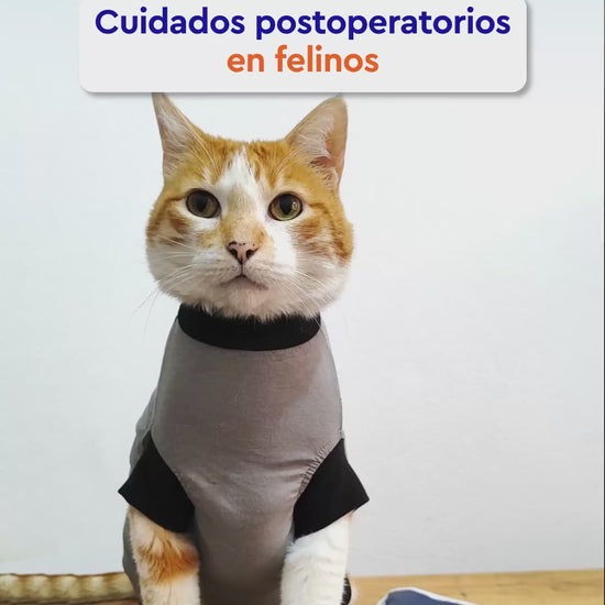 Cuidados del gato después de una cirugía e hidratación con Applaws. Vídeo con explicación en español.