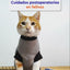 Cuidados del gato después de una cirugía e hidratación con Applaws. Vídeo con explicación en español.