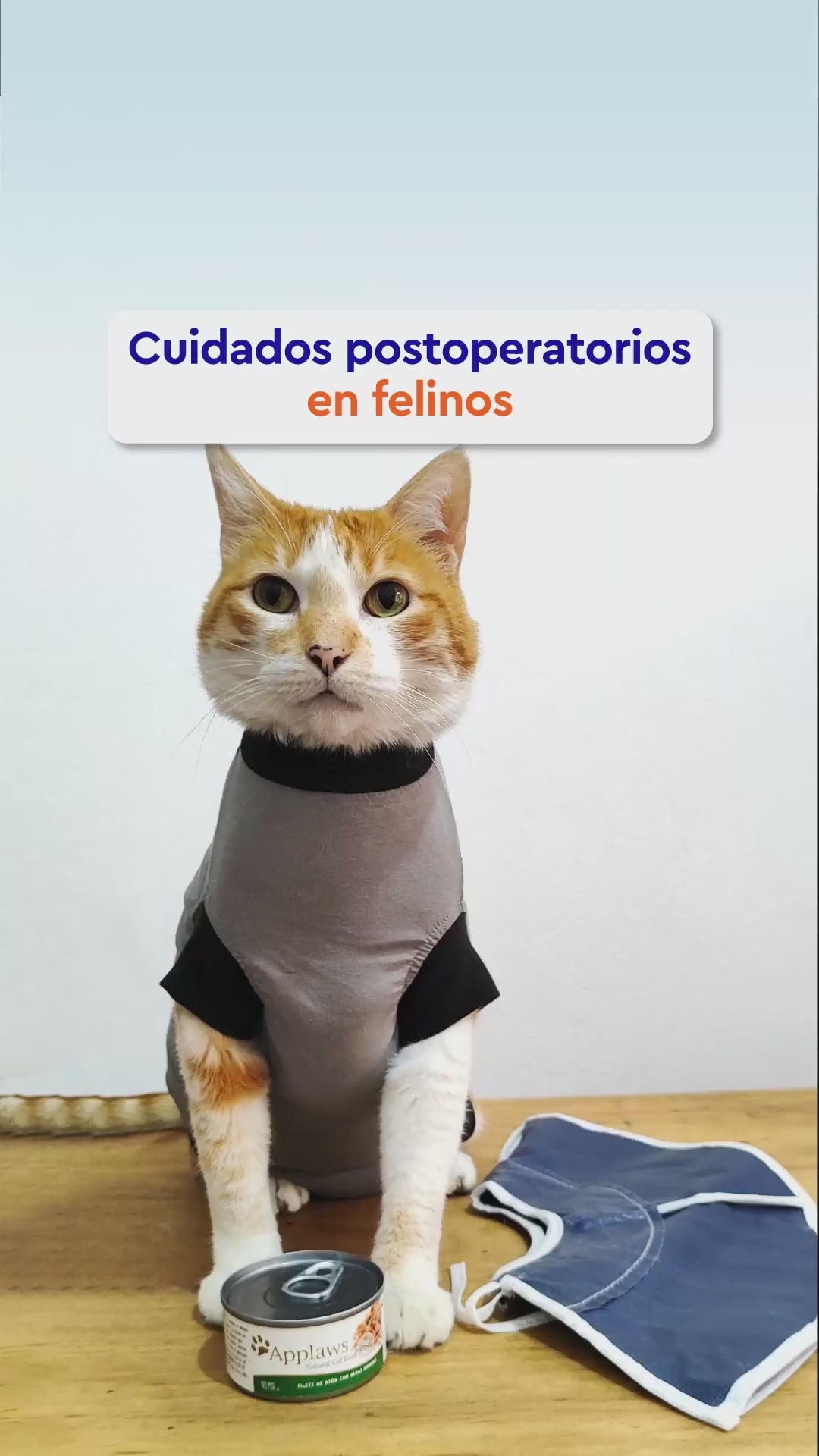Cuidados del gato después de una cirugía e hidratación con Applaws. Vídeo con explicación en español.