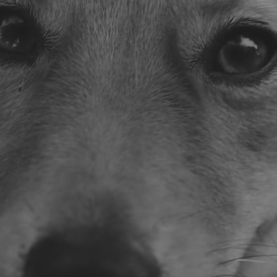Royal Canin Gastrointestinal: nutrición especializada para perros: vídeo oficial con información en español.