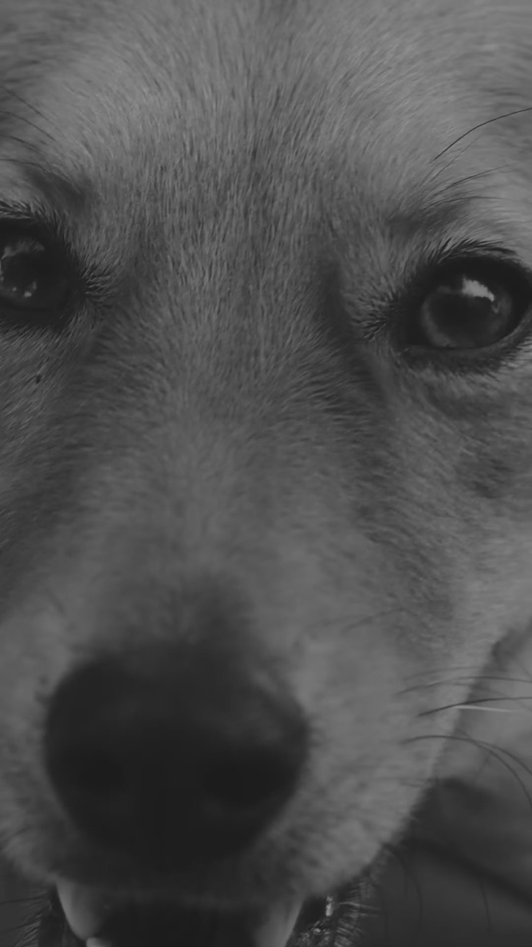Royal Canin Gastrointestinal: nutrición especializada para perros: vídeo oficial con información en español.