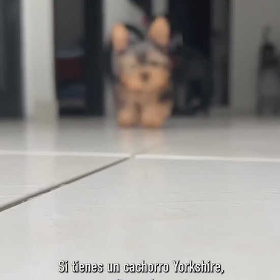 Royal Canin Yorkshire Terrier Puppy: defensas, digestión y pelaje: vídeo oficial con información en español.