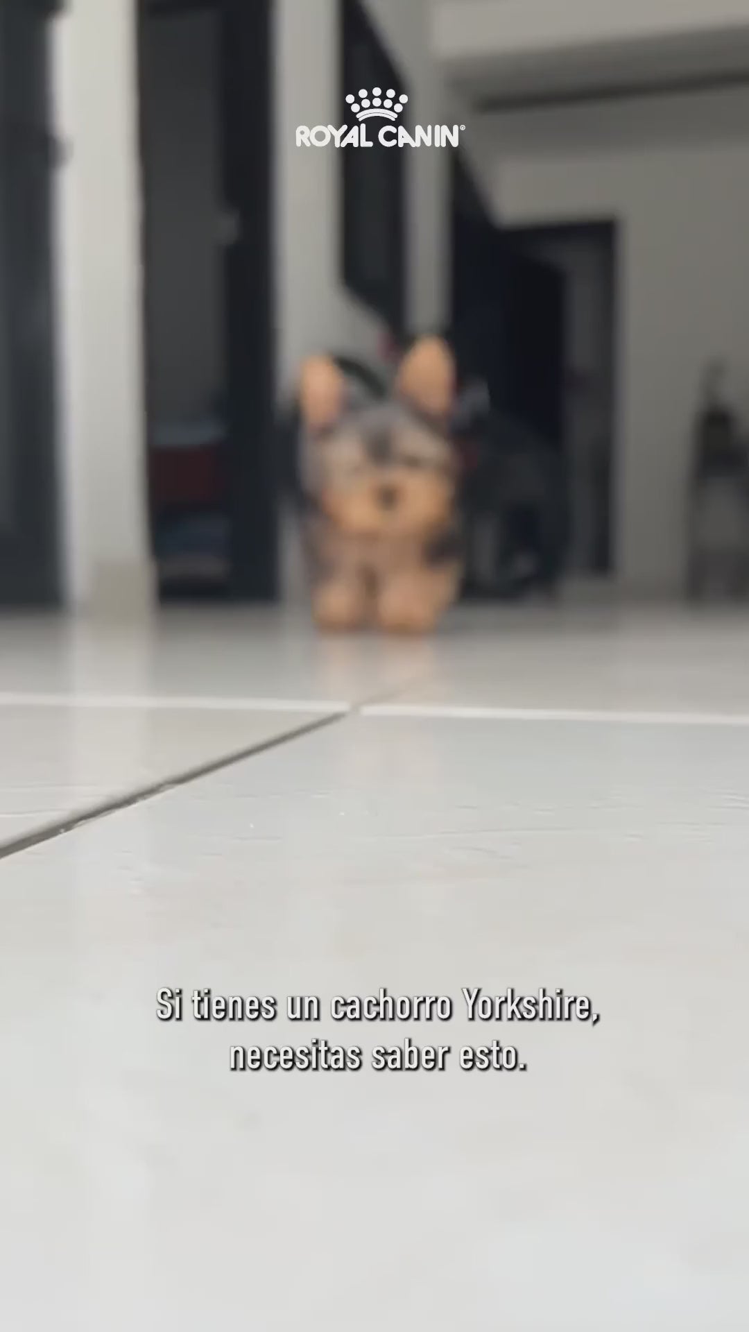 Royal Canin Yorkshire Terrier Puppy: defensas, digestión y pelaje: vídeo oficial con información en español.