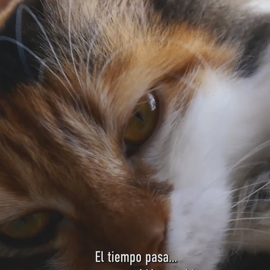 Royal Canin Sterilised 7+: cuidados y nutrición del gato sénior: vídeo oficial con información en español.