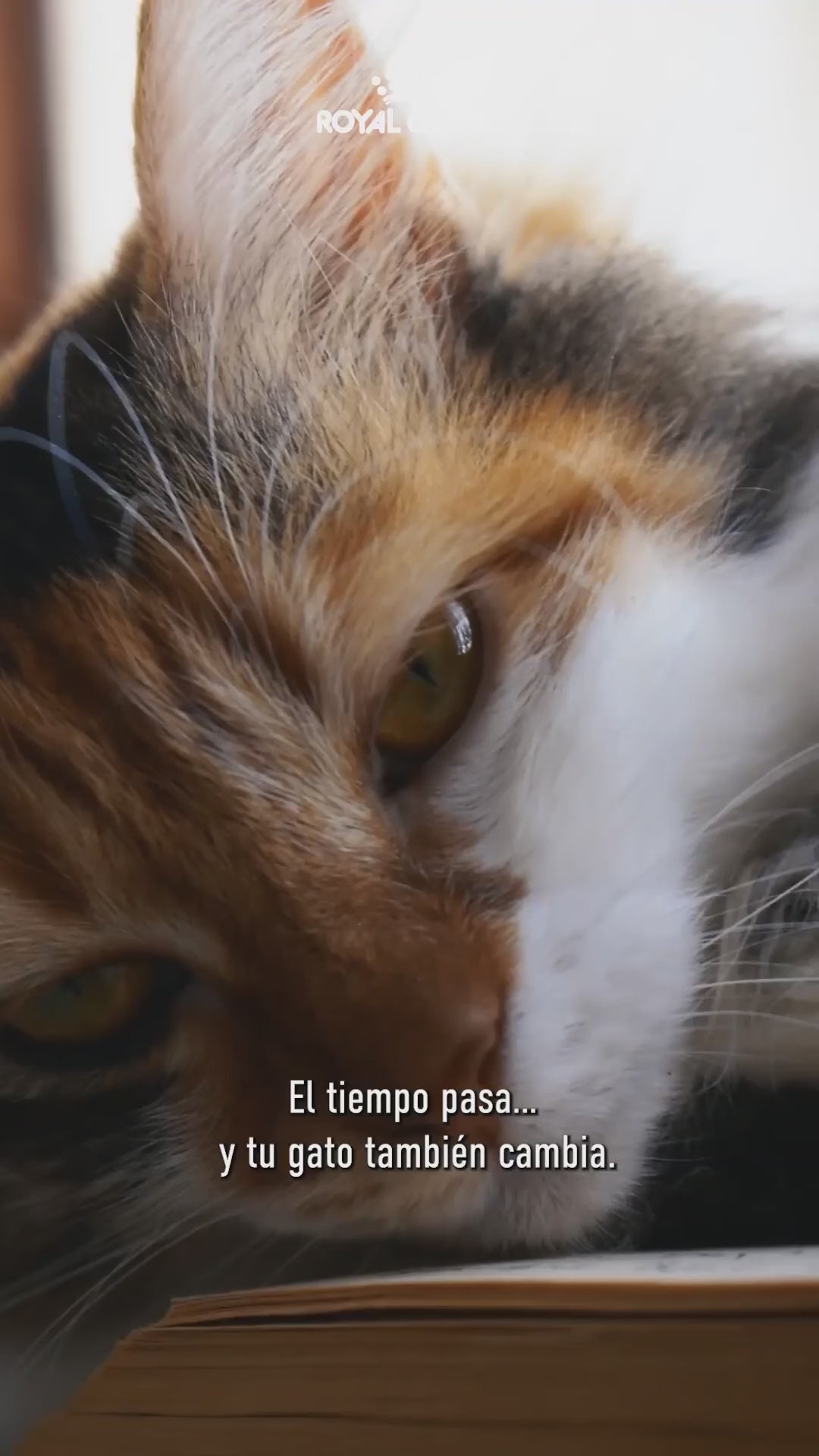 Royal Canin Sterilised 7+: cuidados y nutrición del gato sénior: vídeo oficial con información en español.