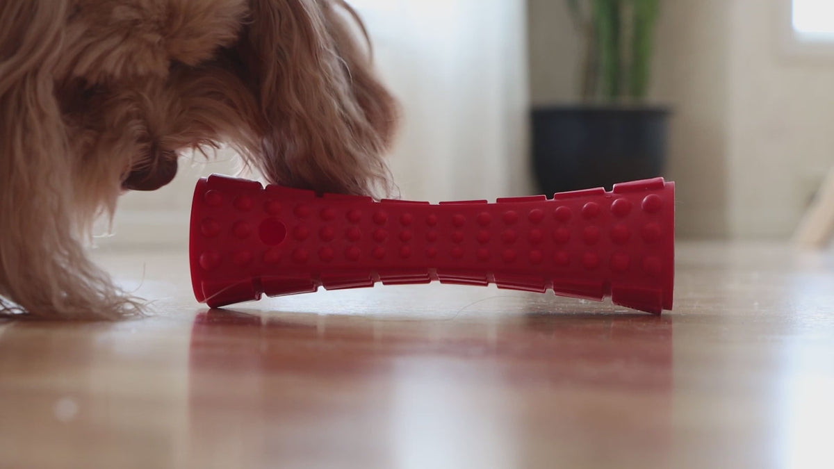 GiGwi Johnny Stick: demostración oficial de la variante morada y azul con sonido para perros.