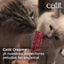 Catit Creamy: vídeo oficial con textos en español y gatos disfrutando del premio lamible.