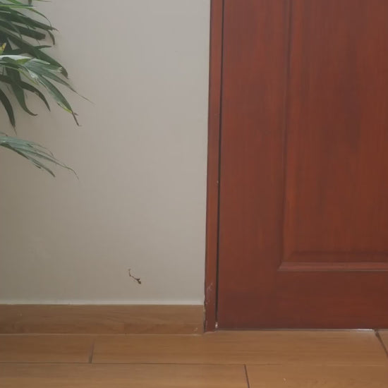 GiGwi Plush Friendz: mono de felpa con plátano, demostración de juego para perros.